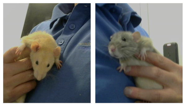 Sebastian and Rocky at the Dumb Friends League