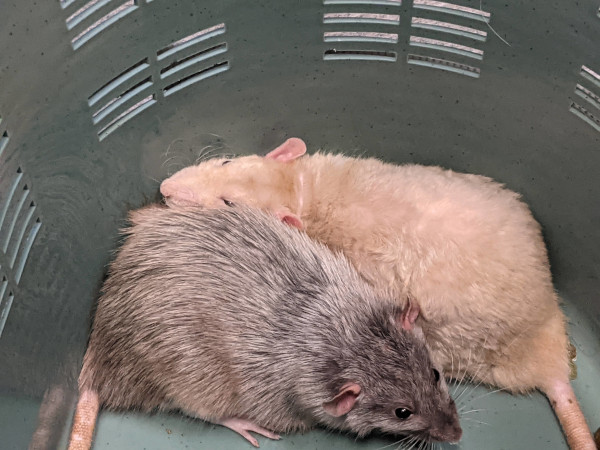 Sebastian and Rocky at the Dumb Friends League