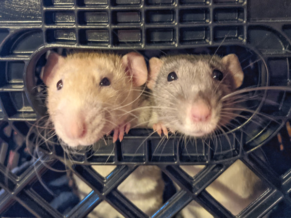 Sebastian with best buddy Rocky