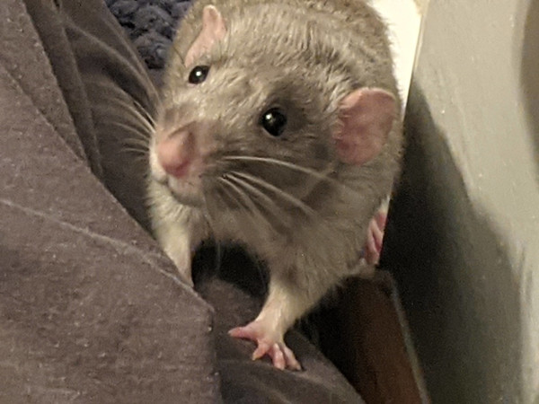 Sebastian istening curiously