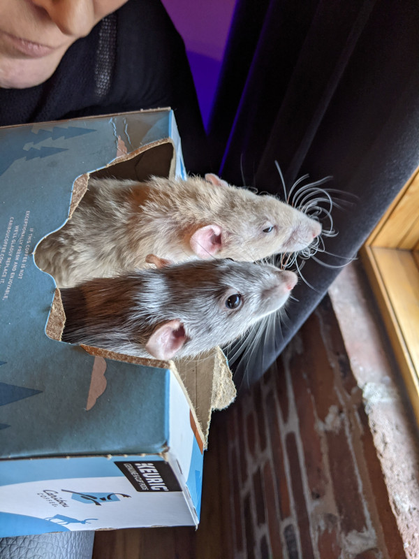 Sebastian and Rocky smelling the great outdoors